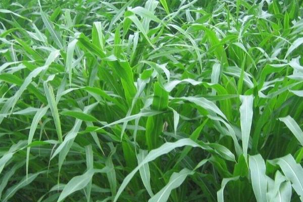 2018种苏丹草赚钱吗?苏丹草种植的利润与投资成本及前景预测