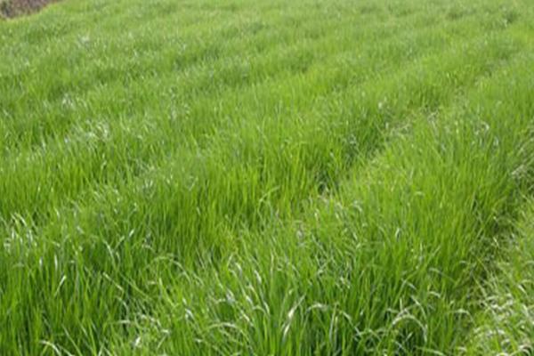 2018种苏丹草赚钱吗?苏丹草种植的利润与投资成本及前景预测