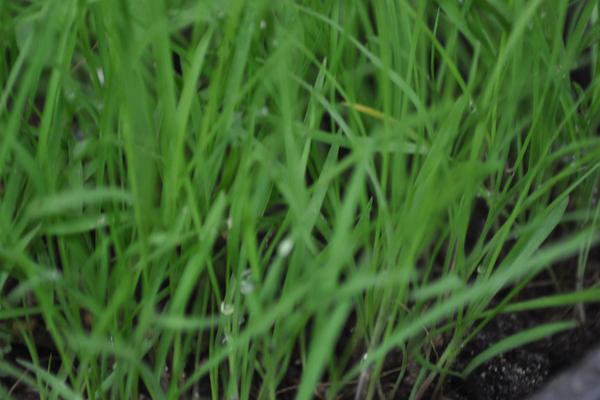 2018种苏丹草赚钱吗?苏丹草种植的利润与投资成本及前景预测