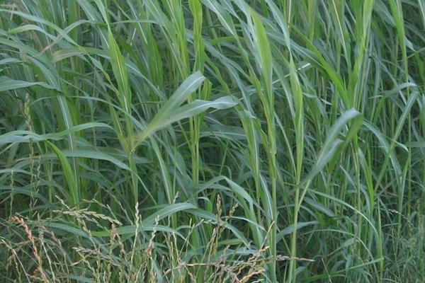 2018种苏丹草赚钱吗?苏丹草种植的利润与投资成本及前景预测