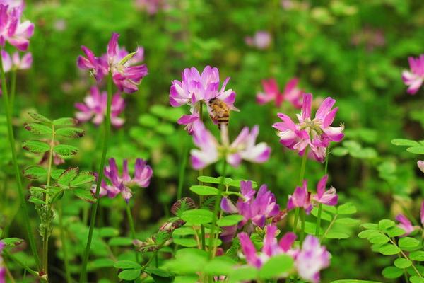 2018种紫云英赚钱吗?紫云英种植的利润与投资成本及前景预测