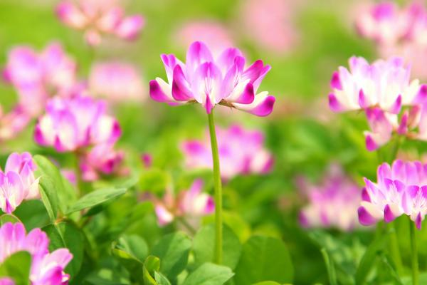 2018种紫云英赚钱吗?紫云英种植的利润与投资成本及前景预测