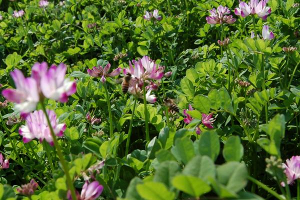 2018种紫云英赚钱吗?紫云英种植的利润与投资成本及前景预测