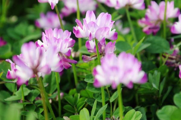 2018种紫云英赚钱吗?紫云英种植的利润与投资成本及前景预测