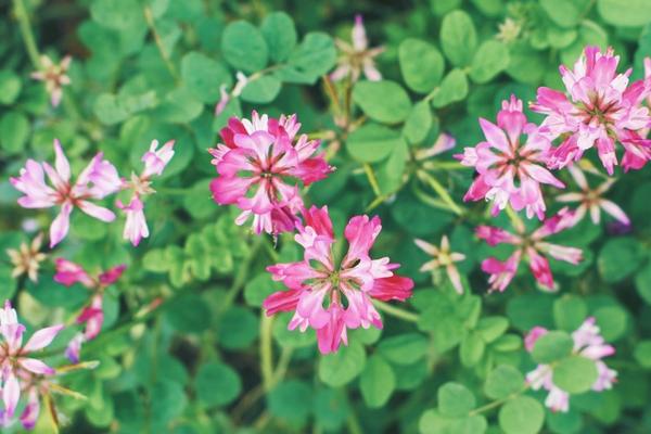 2018种紫云英赚钱吗?紫云英种植的利润与投资成本及前景预测