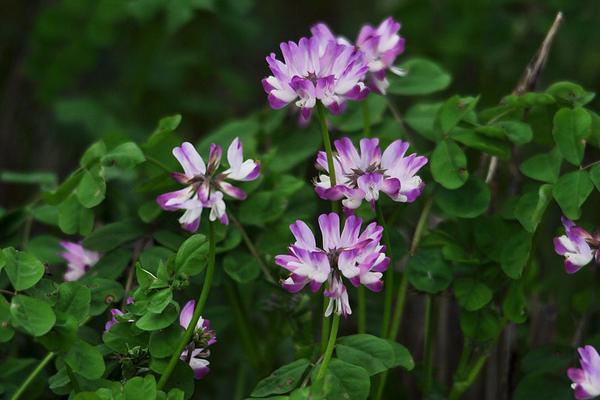 2018种紫云英赚钱吗?紫云英种植的利润与投资成本及前景预测