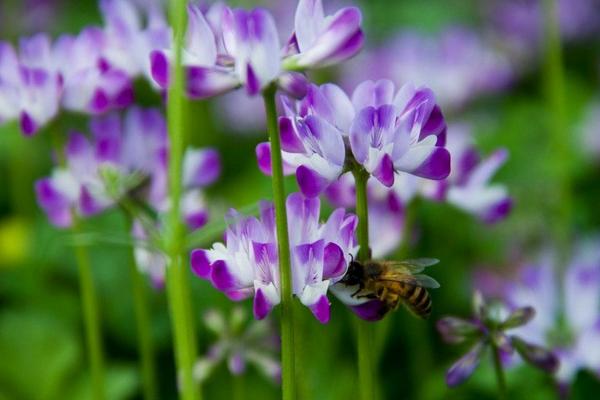 2018种紫云英赚钱吗?紫云英种植的利润与投资成本及前景预测