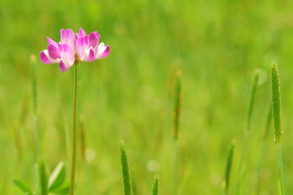 2018种紫云英赚钱吗?紫云英种植的利润与投资成本及前景预测