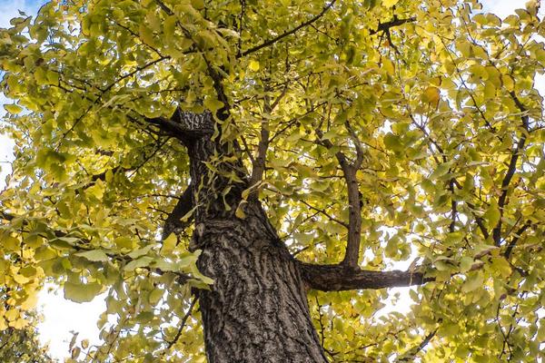 2018种银杏树赚钱吗？银杏树种植的利润与投资成本及前景预测