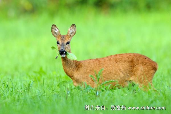 狍子全身是宝 但选种需谨慎