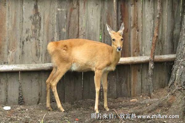 狍子全身是宝 但选种需谨慎