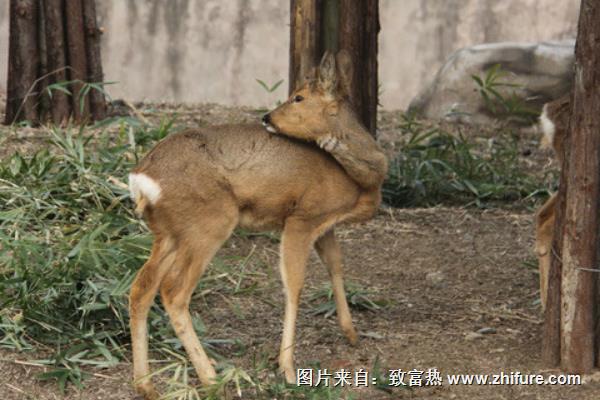 狍子全身是宝 但选种需谨慎