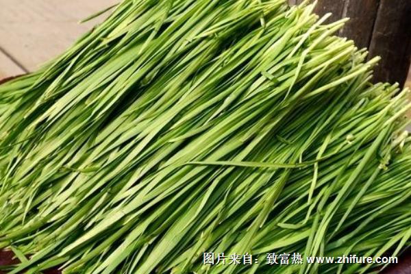 韭菜的功效与作用及禁忌