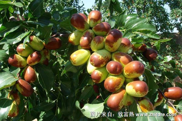 枣树能嫁接吗？枣树能活多少年？