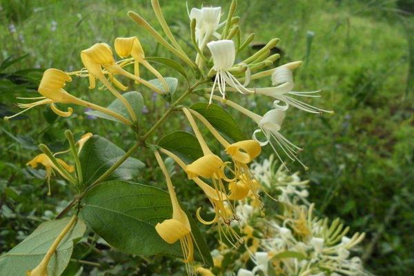 适合农村种植的药材品种