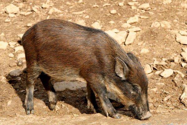 鹌鹑被列入保护动物 禁止捕猎