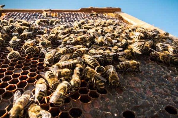 大棚里种草莓养蜜蜂