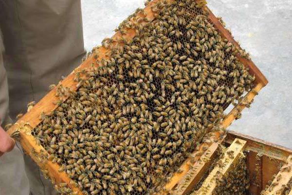 大棚里种草莓养蜜蜂