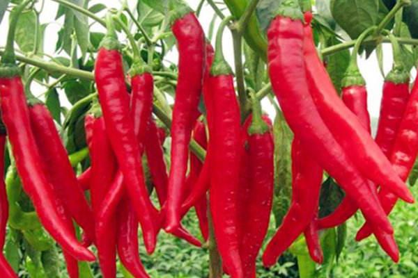 2015种辣椒赚钱吗?2015辣椒种植前景及市场价格分析