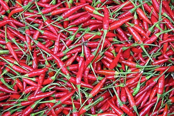 2015种辣椒赚钱吗?2015辣椒种植前景及市场价格分析