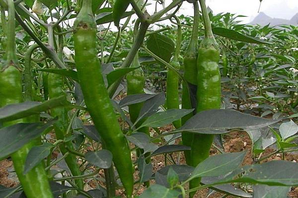 2015种辣椒赚钱吗?2015辣椒种植前景及市场价格分析