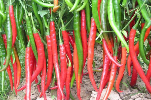 2015种辣椒赚钱吗?2015辣椒种植前景及市场价格分析