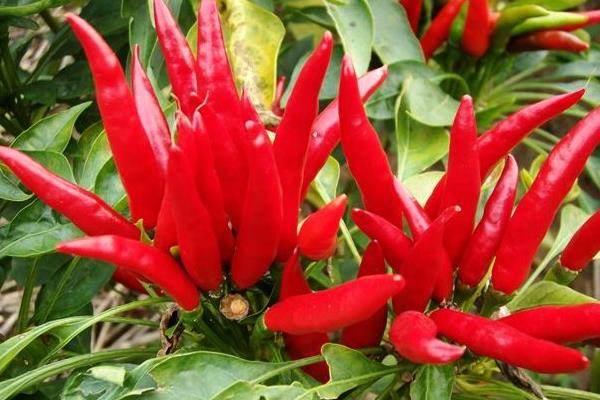 2015种辣椒赚钱吗?2015辣椒种植前景及市场价格分析