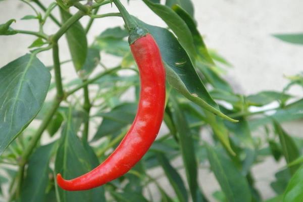 2015种辣椒赚钱吗?2015辣椒种植前景及市场价格分析