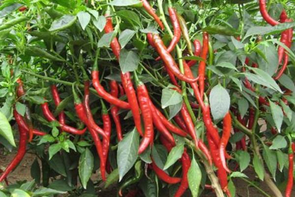 2015种辣椒赚钱吗?2015辣椒种植前景及市场价格分析