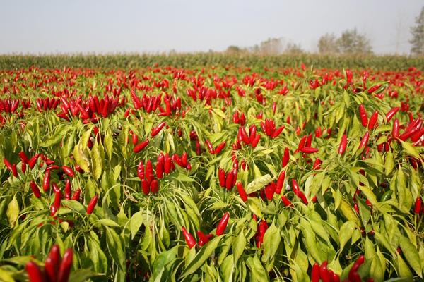 2015种辣椒赚钱吗?2015辣椒种植前景及市场价格分析