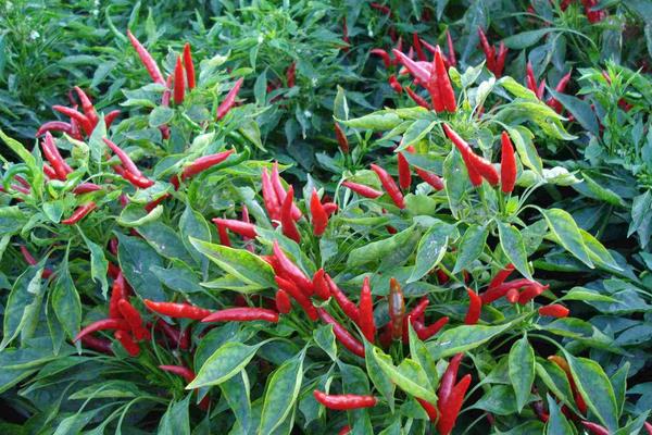 2015种辣椒赚钱吗?2015辣椒种植前景及市场价格分析