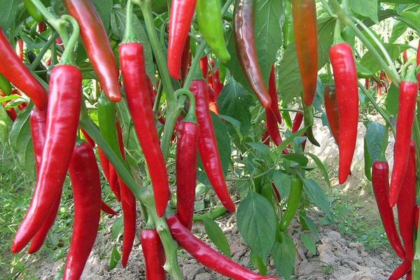 2015种辣椒赚钱吗?2015辣椒种植前景及市场价格分析