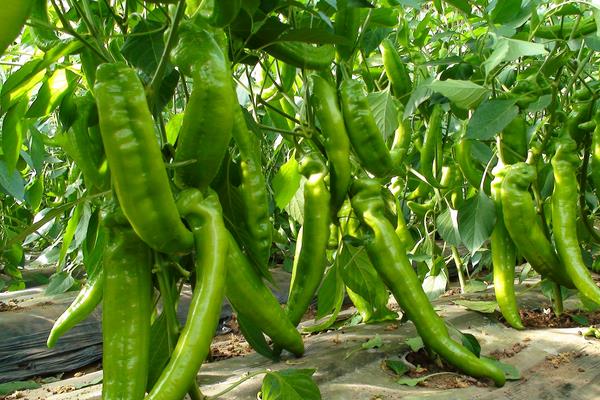 2015种辣椒赚钱吗?2015辣椒种植前景及市场价格分析