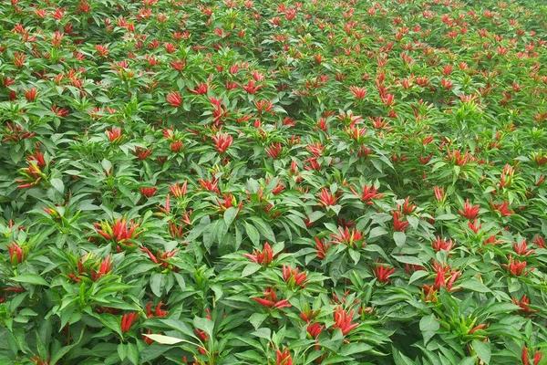 三樱椒种植新技术