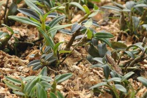 中药材种植5大风险