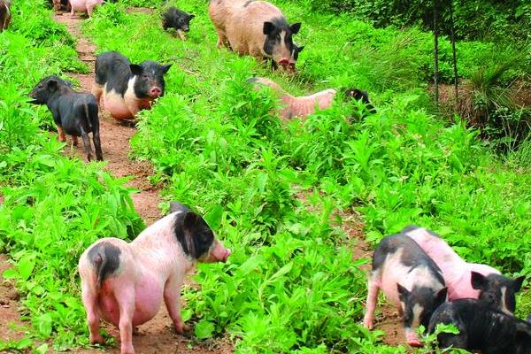 养香猪赚钱吗？