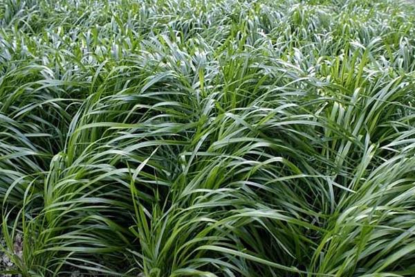 狼尾草种植技术,杂交狼尾草种植方法