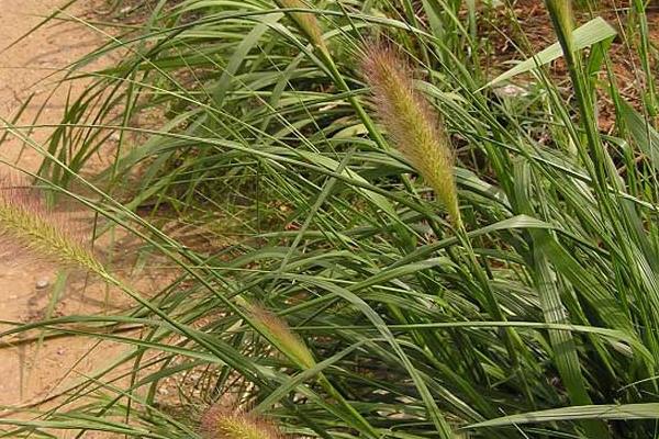 狼尾草种植技术,杂交狼尾草种植方法