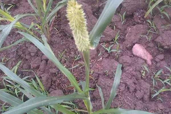 狼尾草种植技术,杂交狼尾草种植方法