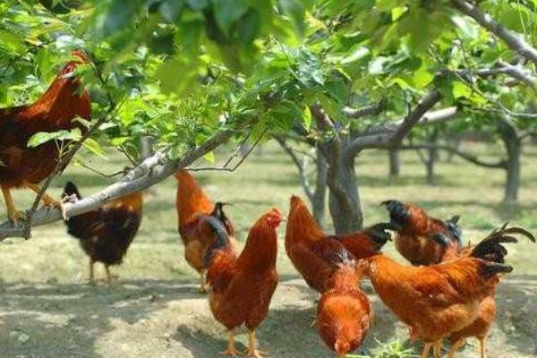 中药配方兽药配方:曲霉菌病