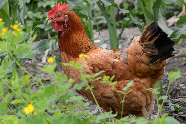 中药配方兽药配方:曲霉菌病