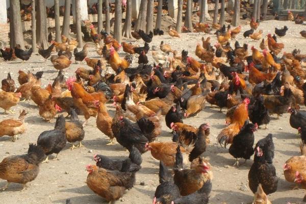 中药配方兽药配方:曲霉菌病