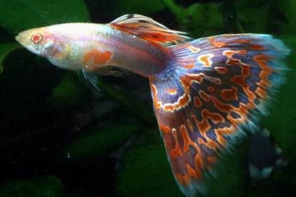 孔雀鱼如何繁殖?繁殖时间是怎样?不繁殖的原因有?