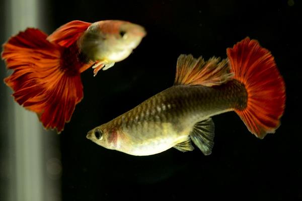 孔雀鱼如何繁殖?繁殖时间是怎样?不繁殖的原因有?