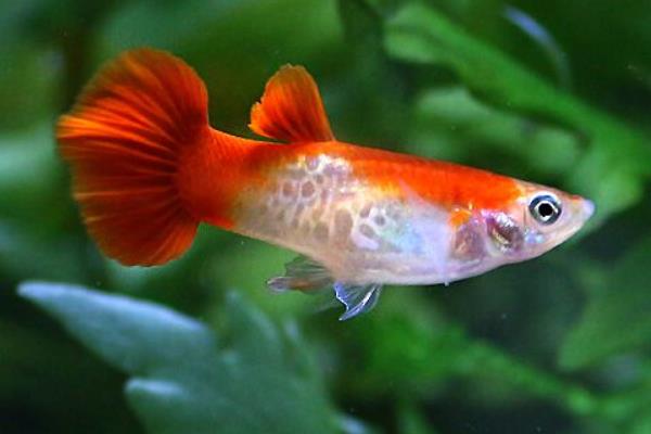 孔雀鱼如何繁殖?繁殖时间是怎样?不繁殖的原因有?