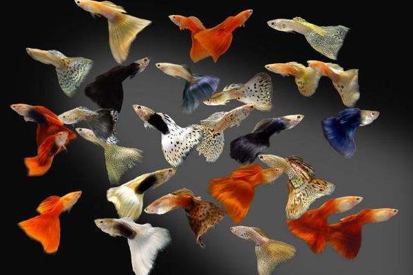 孔雀鱼如何繁殖?繁殖时间是怎样?不繁殖的原因有?