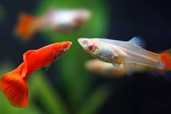 孔雀鱼如何繁殖?繁殖时间是怎样?不繁殖的原因有?