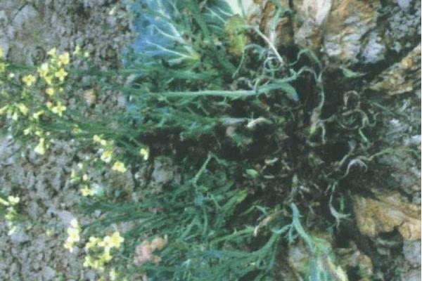 花椰菜菌核病的防治方法