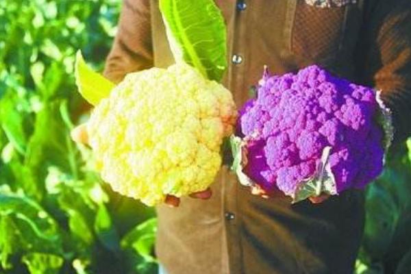 彩色花椰菜价格多少钱一斤