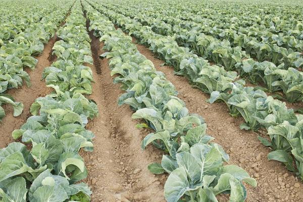 花椰菜的科学种植技术